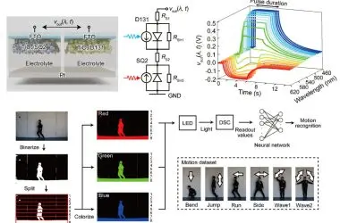 Sinapse artificial autoalimentada imita como os olhos humanos enxergam cores