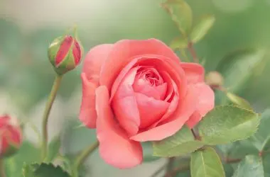 Por que a Inteligência Artificial não consegue entender uma flor como nós, humanos, entendemos