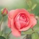 Por que a Inteligência Artificial não consegue entender uma flor como nós, humanos, entendemos