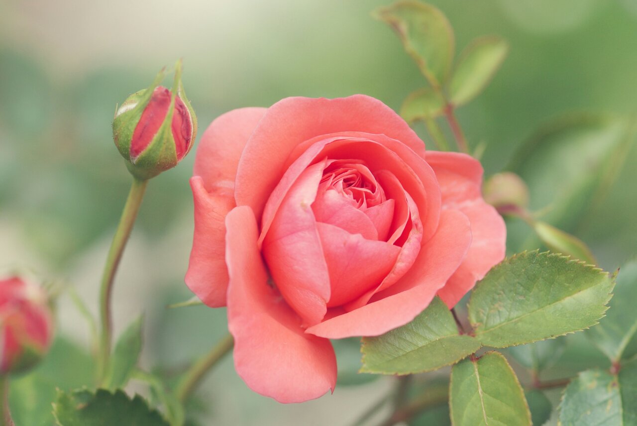 Por que a Inteligência Artificial não consegue entender uma flor como nós, humanos, entendemos