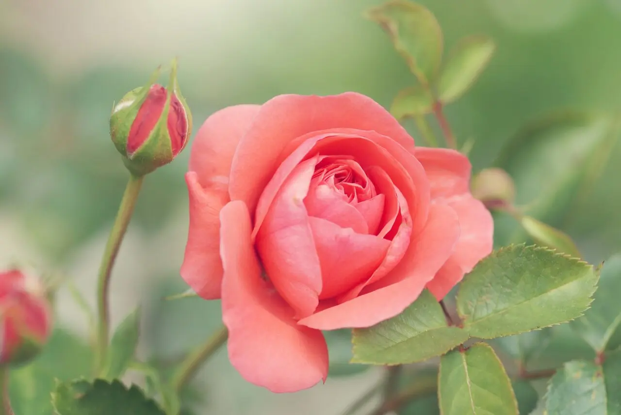 Por que a Inteligência Artificial não consegue entender uma flor como nós, humanos, entendemos