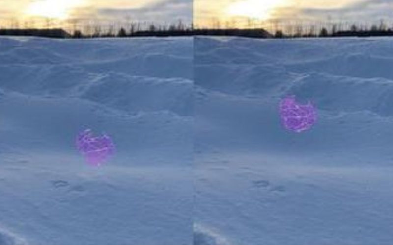 Cientistas criam cápsulas que pulam sozinhas para espalhar sementes pela natureza