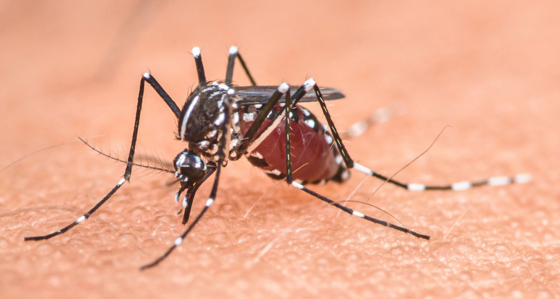 Beijo Fatal: Cientistas criam 'DST de mosquito' para combater a malária