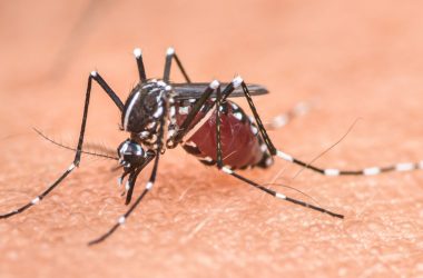 Beijo Fatal: Cientistas criam 'DST de mosquito' para combater a malária