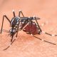 Beijo Fatal: Cientistas criam 'DST de mosquito' para combater a malária