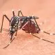 Beijo Fatal: Cientistas criam 'DST de mosquito' para combater a malária