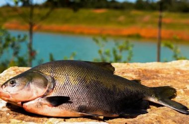 Mestrado e Doutorado em Pesca na Unioeste Toledo: Inscrições abertas para novos alunos regulares