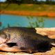 Mestrado e Doutorado em Pesca na Unioeste Toledo: Inscrições abertas para novos alunos regulares