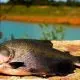Mestrado e Doutorado em Pesca na Unioeste Toledo: Inscrições abertas para novos alunos regulares