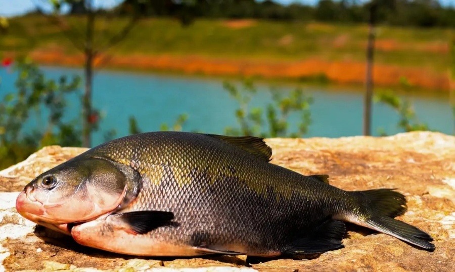 Mestrado e Doutorado em Pesca na Unioeste Toledo: Inscrições abertas para novos alunos regulares