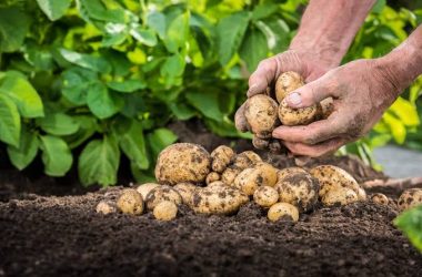 Arroz de batata: inovação na agricultura mundial promete nova era para processamento do tubérculo