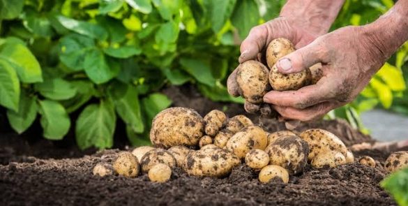 Arroz de batata: inovação na agricultura mundial promete nova era para processamento do tubérculo