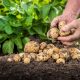 Arroz de batata: inovação na agricultura mundial promete nova era para processamento do tubérculo