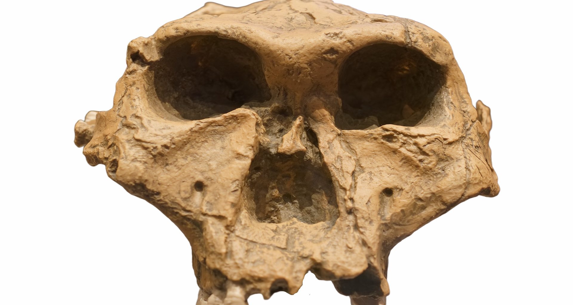 Análise de DNA comprova: Crânio do Homem Dragão pertence aos denisovanos, parentes dos humanos modernos