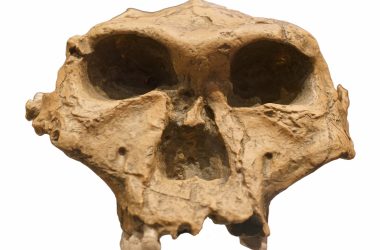 Análise de DNA comprova: Crânio do Homem Dragão pertence aos denisovanos, parentes dos humanos modernos
