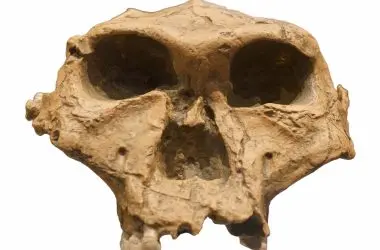 Análise de DNA comprova: Crânio do Homem Dragão pertence aos denisovanos, parentes dos humanos modernos