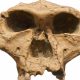 Análise de DNA comprova: Crânio do Homem Dragão pertence aos denisovanos, parentes dos humanos modernos