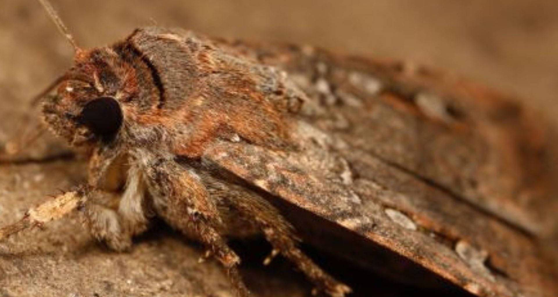 Mariposa australiana é o primeiro inseto descoberto que usa as estrelas como GPS natural
