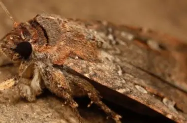 Mariposa australiana é o primeiro inseto descoberto que usa as estrelas como GPS natural
