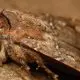 Mariposa australiana é o primeiro inseto descoberto que usa as estrelas como GPS natural