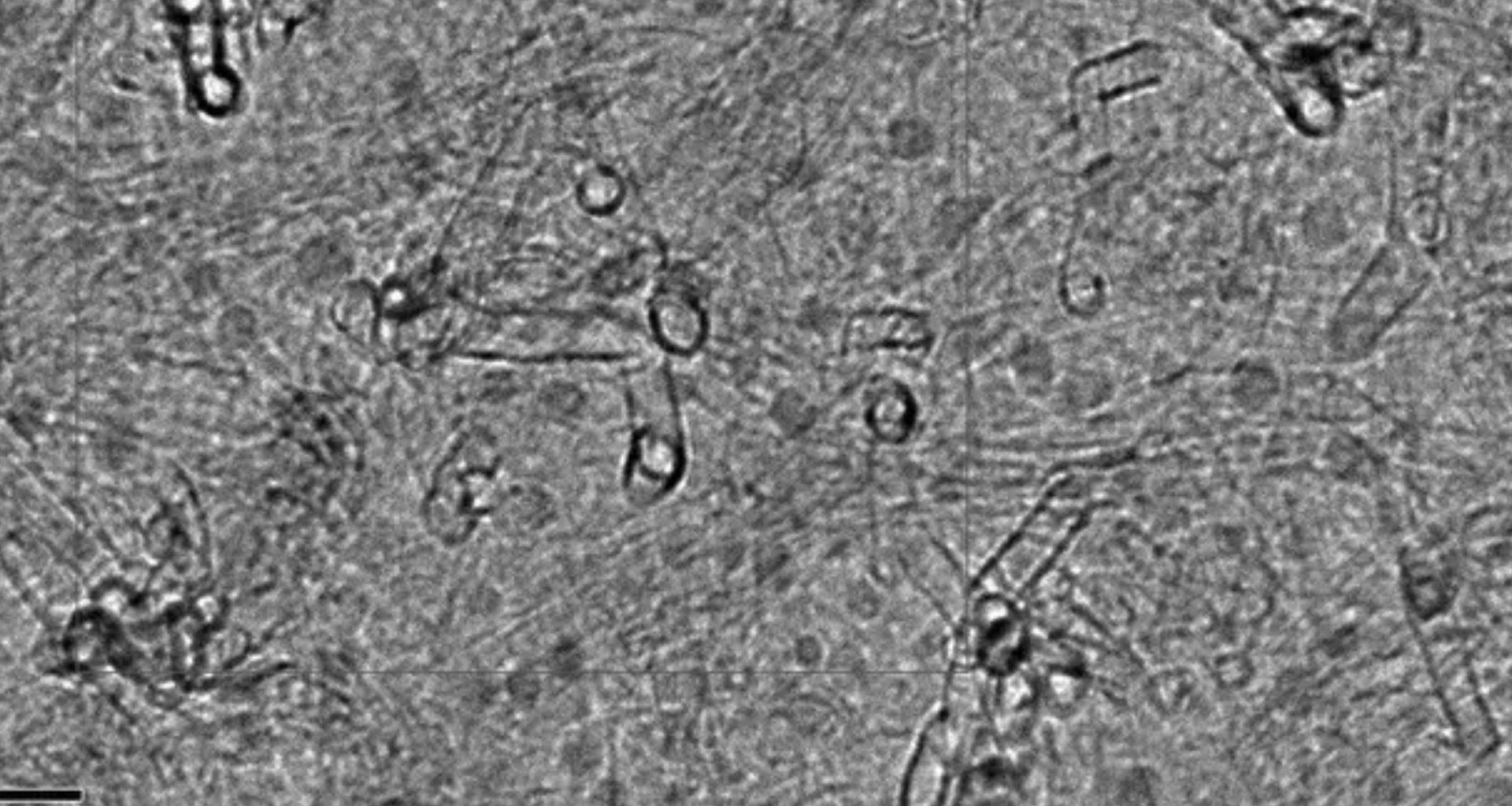 Minúsculas 'sementes' desenvolvem nanotubos de carbono que resfriam aparelhos pequenos