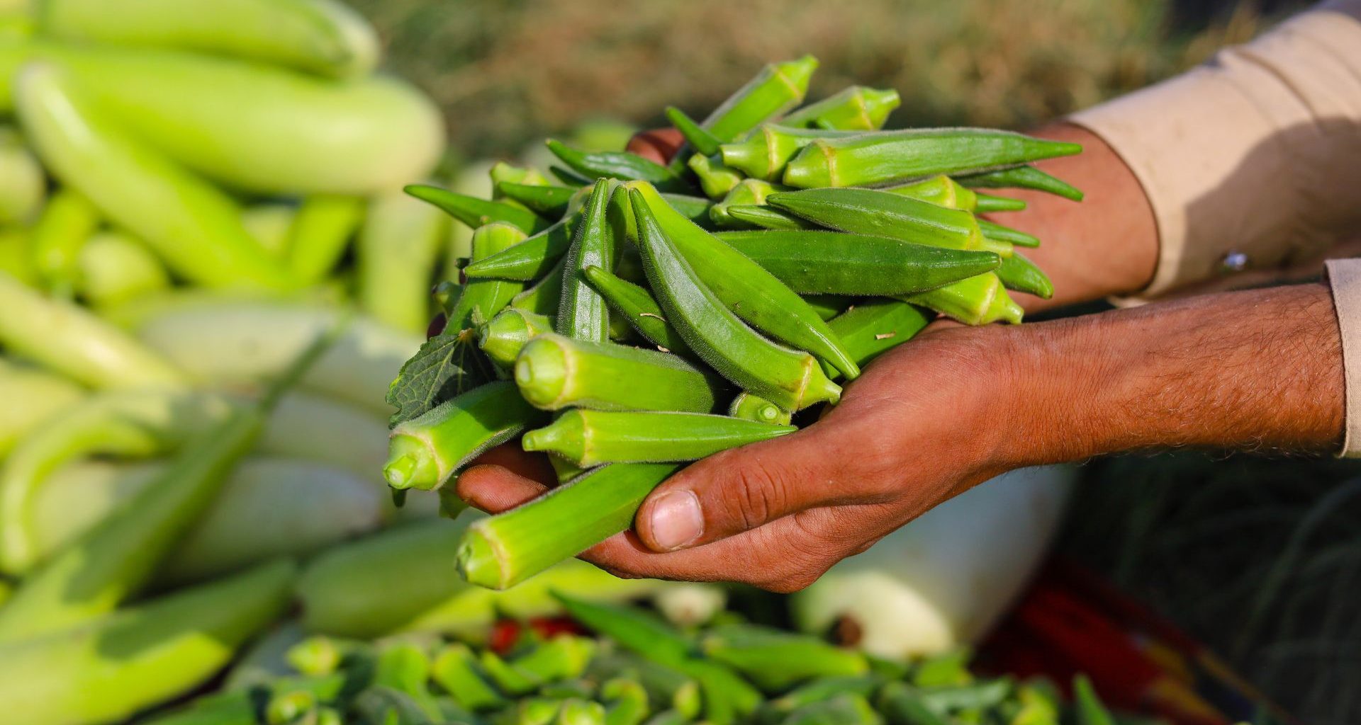 Quiabo e feno-grego: extratos dessas plantas removem 90% dos microplásticos presentes na água