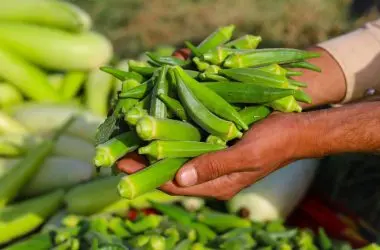 Quiabo e feno-grego: extratos dessas plantas removem 90% dos microplásticos presentes na água