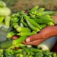 Quiabo e feno-grego: extratos dessas plantas removem 90% dos microplásticos presentes na água