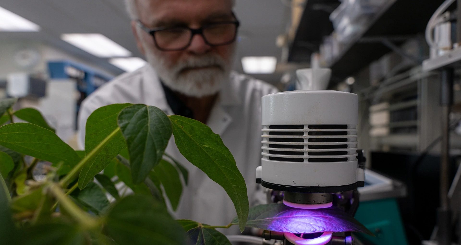 Químico de plantas repele insetos, mas piora qualidade do ar, revela estudo