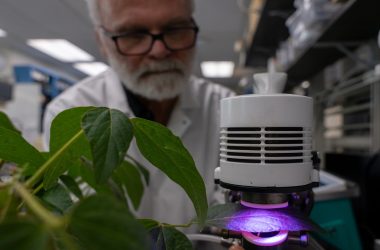Químico de plantas repele insetos, mas piora qualidade do ar, revela estudo