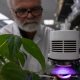 Químico de plantas repele insetos, mas piora qualidade do ar, revela estudo