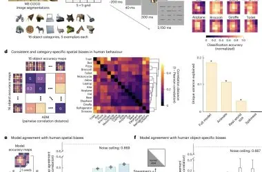 Redes neurais de alta precisão imitam melhor como o cérebro humano processa imagens
