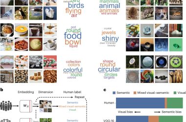 IA e humanos enxergam objetos de forma diferente: significado x características visuais