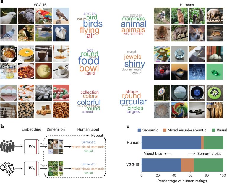 IA e humanos enxergam objetos de forma diferente: significado x características visuais