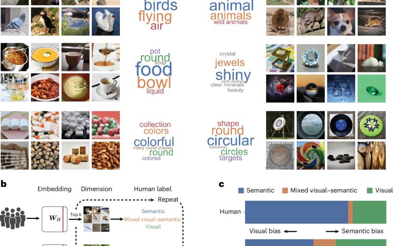 IA e humanos enxergam objetos de forma diferente: significado x características visuais