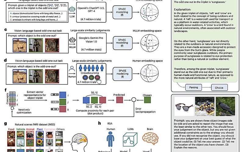 Estudo revela: IAs e cérebro humano processam imagens de objetos de forma parecida