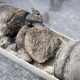 Museu descobre raro osso de dinossauro com 67 milhões de anos embaixo do próprio estacionamento.