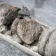 Museu descobre raro osso de dinossauro com 67 milhões de anos embaixo do próprio estacionamento.