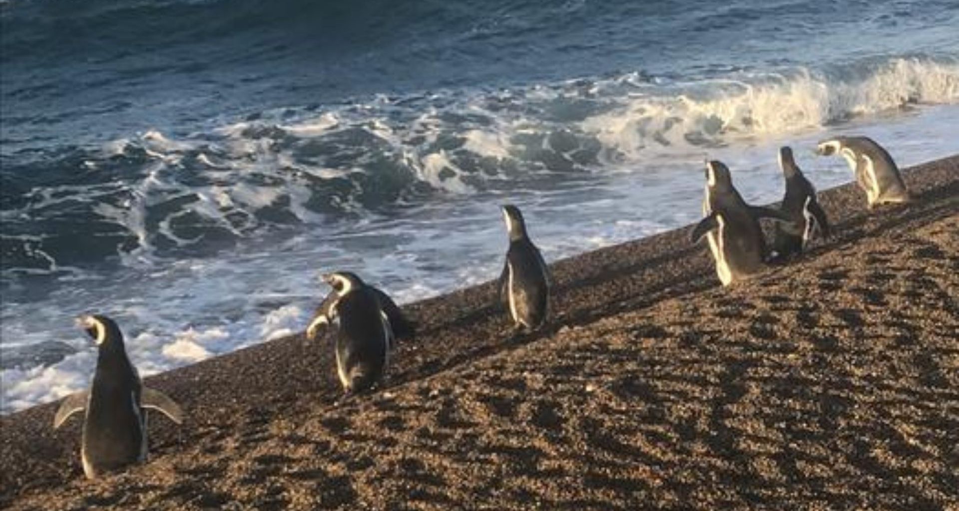 Pinguins usam correntes marinhas como GPS natural para economizar energia em longas viagens