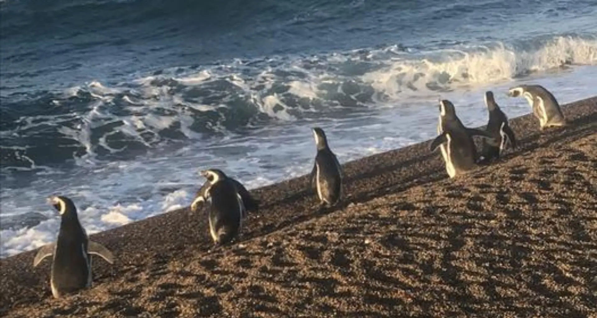 Pinguins usam correntes marinhas como GPS natural para economizar energia em longas viagens