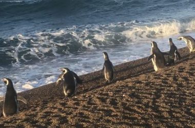 Pinguins usam correntes marinhas como GPS natural para economizar energia em longas viagens