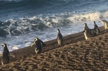 Pinguins usam correntes marinhas como GPS natural para economizar energia em longas viagens