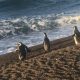 Pinguins usam correntes marinhas como GPS natural para economizar energia em longas viagens