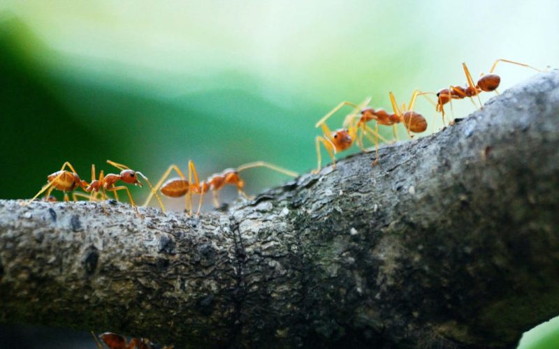 Calma lá! Formigas já praticavam medicina, agricultura e engenharia muito antes de nós, humanos.