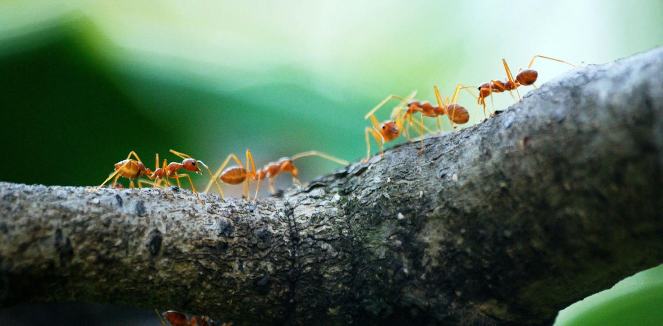 Calma lá! Formigas já praticavam medicina, agricultura e engenharia muito antes de nós, humanos.