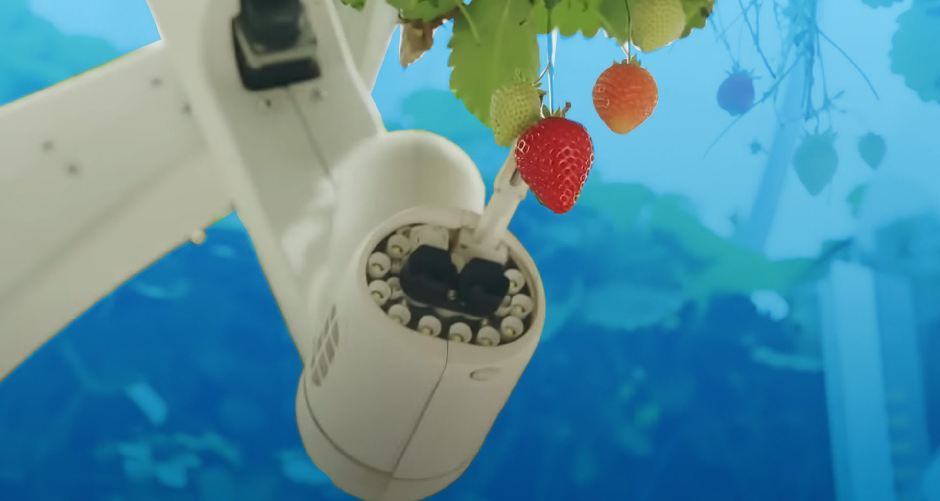 Dyson revela máquina gigante para cultivo de morangos