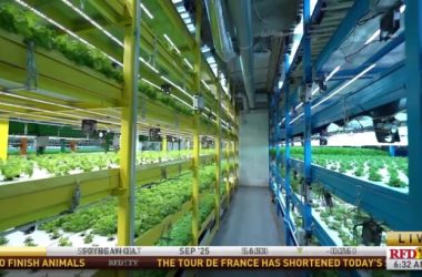 Agricultores urbanos se rendem à inteligência artificial para potencializar suas plantações!