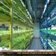 Agricultores urbanos se rendem à inteligência artificial para potencializar suas plantações!