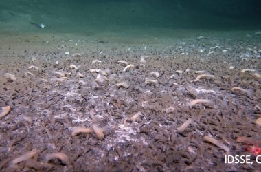 Cientistas encontram criaturas marinhas nas profundezas que desafiam modelos atuais da vida
