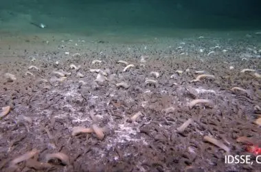Cientistas encontram criaturas marinhas nas profundezas que desafiam modelos atuais da vida